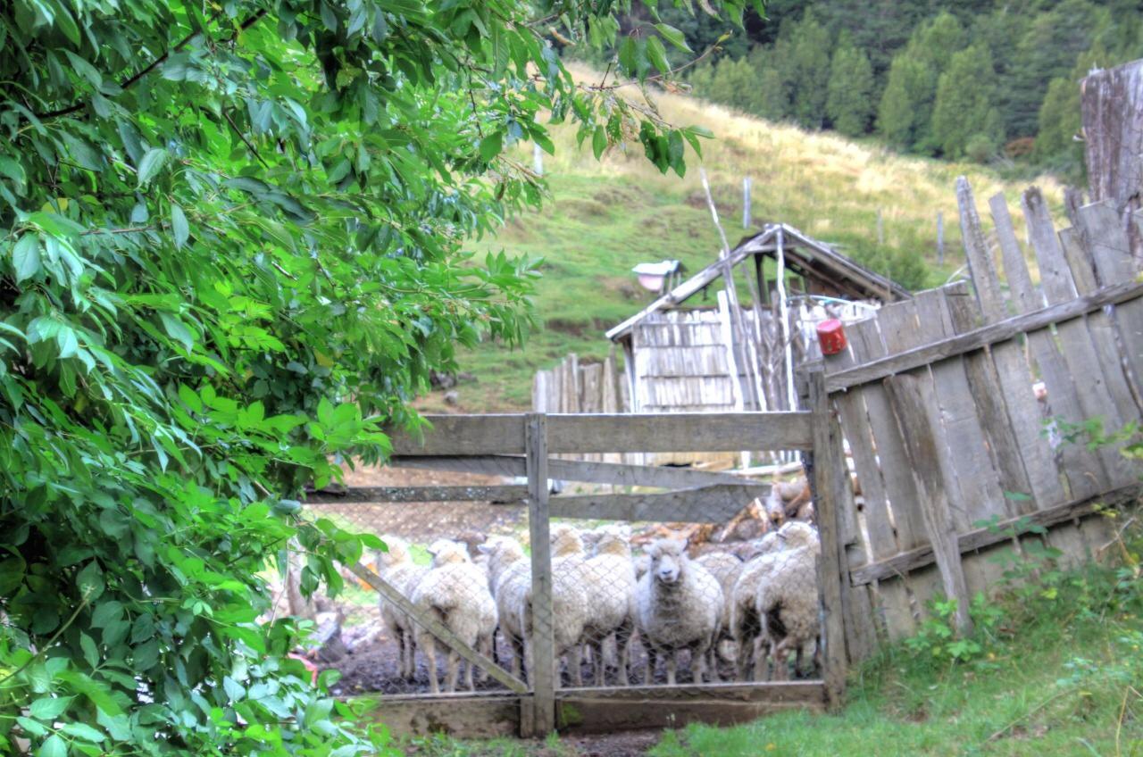 Turismo Rural Los Alpes Futaleufú Esterno foto